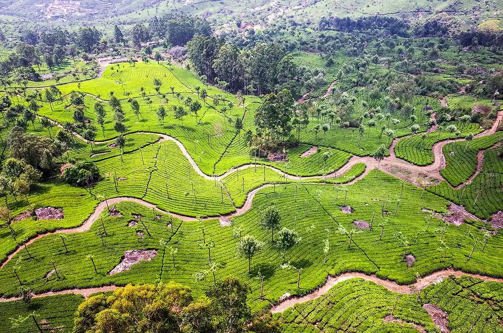 Munnar - Terrace Greens, A Sterling Holidays Resort Hotel